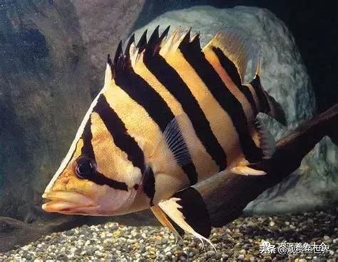 虎魚|比較齊全的虎魚品種圖鑑參考和飼養攻略 